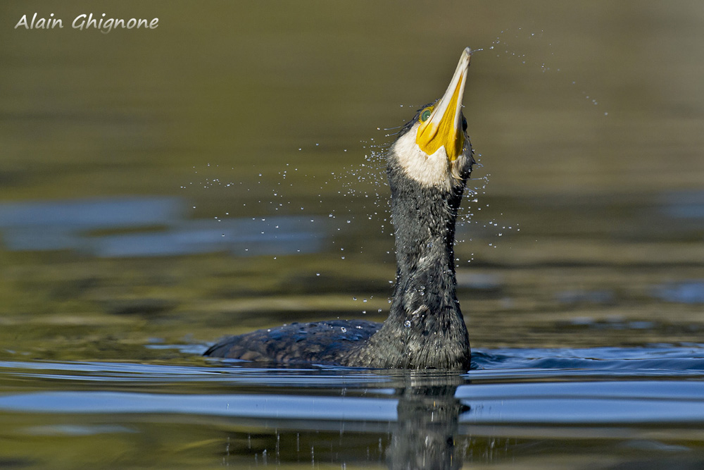 cormorani famelici